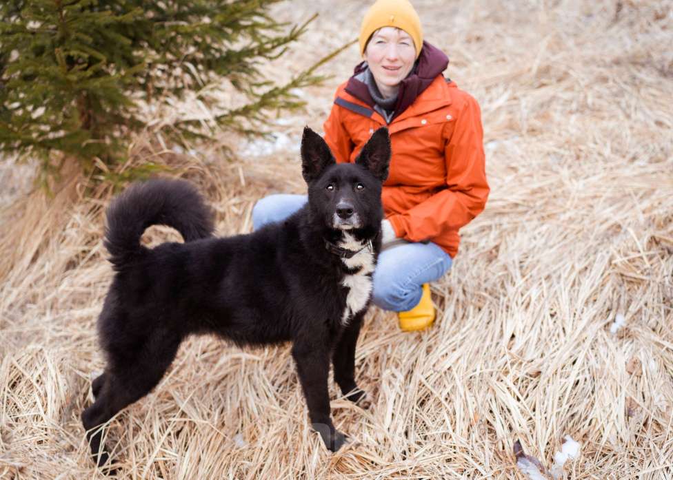 Собаки в Москве: Метис овчарки и лайки Мальчик, Бесплатно - фото 4