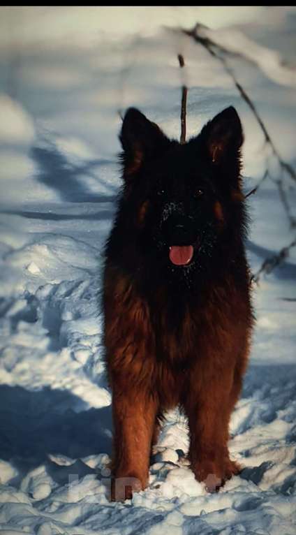 Собаки в Москве: Элитные щенки немецкой овчарки длиношерстные Девочка, 150 000 руб. - фото 5