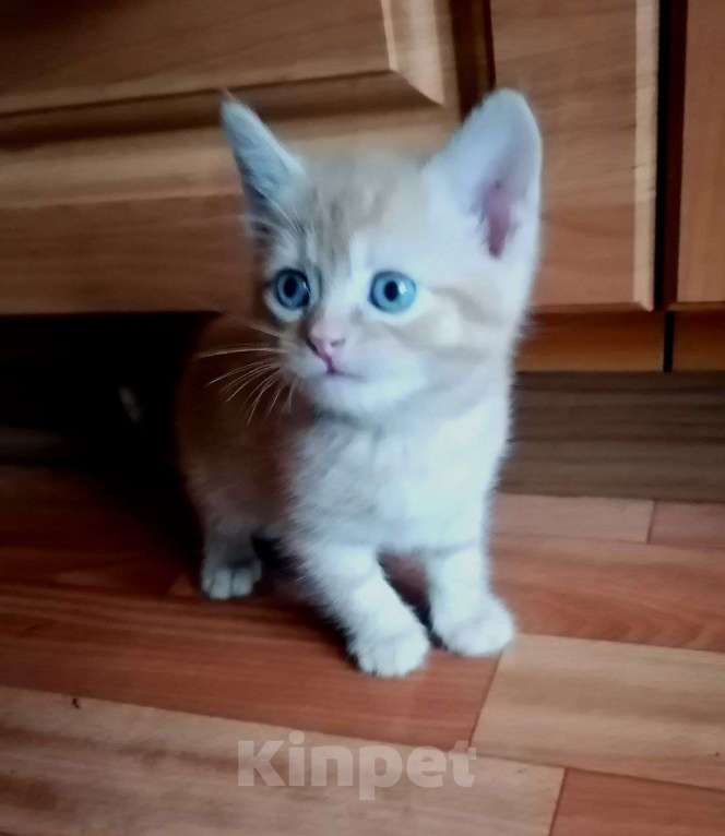 Кошки в Егорьевске: Замечательному котенку-котику очень нужен дом Мальчик, Бесплатно - фото 8