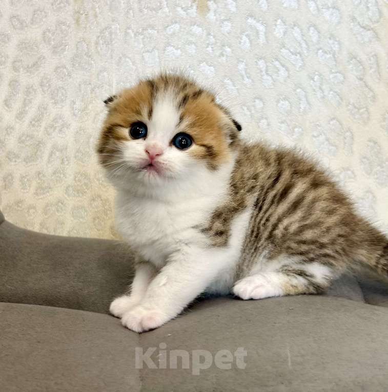 Кошки в Москве: Вислоухий полосатый котик Мальчик, 25 000 руб. - фото 2