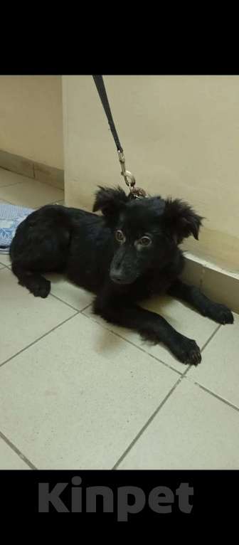 Собаки в Казани: Щенок Девочка, Бесплатно - фото 1