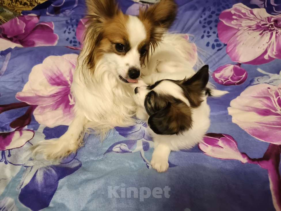 Собаки в Приморско-Ахтарске: Мальчик папийон Мальчик, 20 000 руб. - фото 1