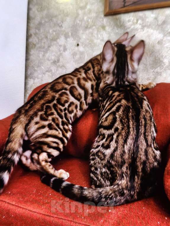 Кошки в Лыткарино: Бенгальский мальчик  с документами Мальчик, 20 000 руб. - фото 5