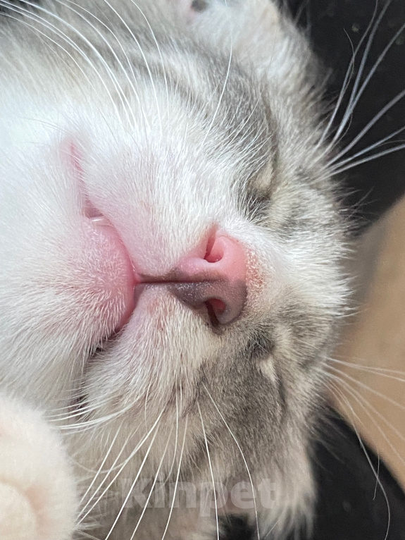 Кошки в Нижнем Новгороде: Котенок в добрые руки Девочка, Бесплатно - фото 8