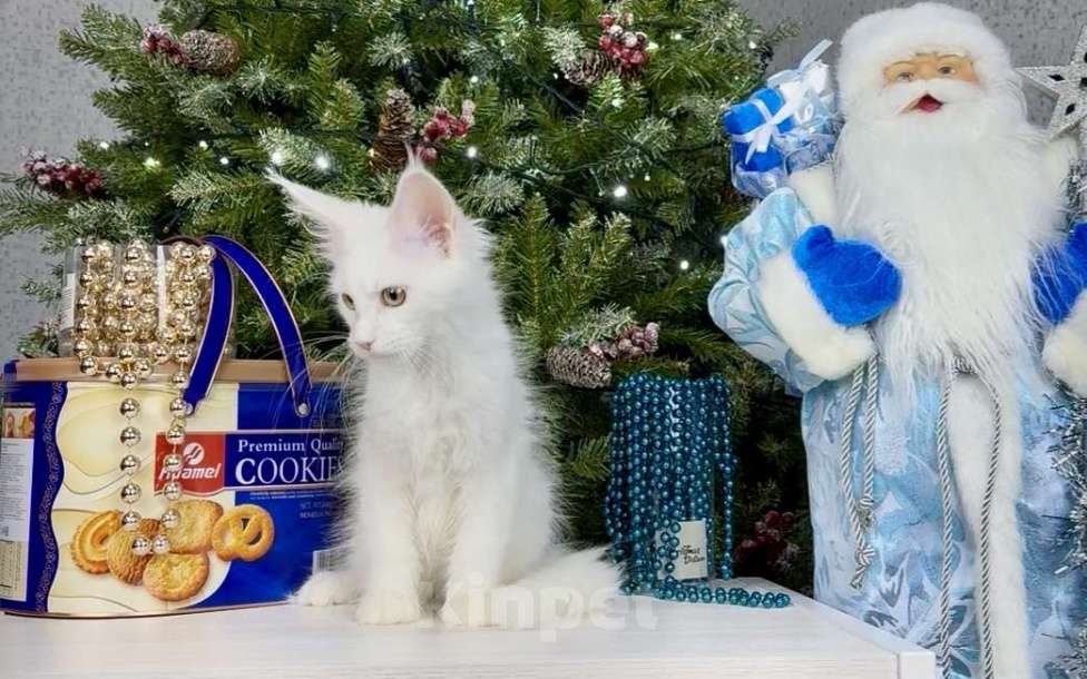 Кошки в других городах Московской области: Фиби Девочка, 55 000 руб. - фото 2