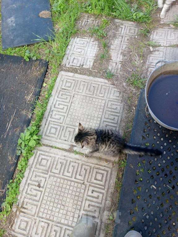 Кошки в Красноярске: Кошечка ищет добрых хозяев Девочка, Бесплатно - фото 5