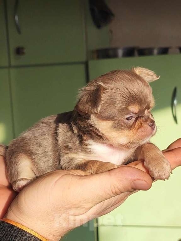 Собаки в Саратове: Красавчик чихуахуа Мальчик, 150 000 руб. - фото 3