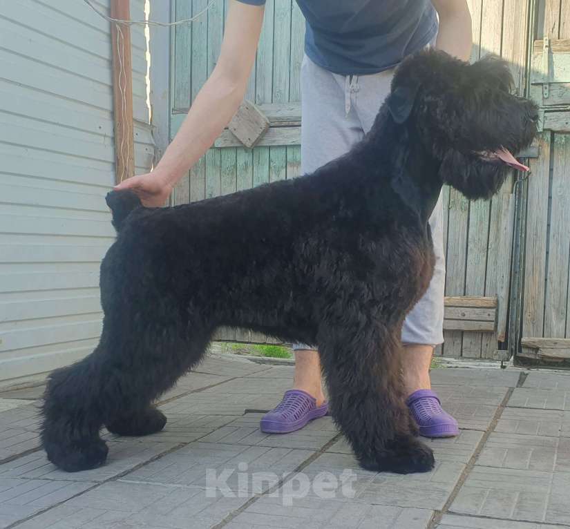 Собаки в Новосибирске: Щенки Русского Черного Терьера Девочка, 30 000 руб. - фото 2