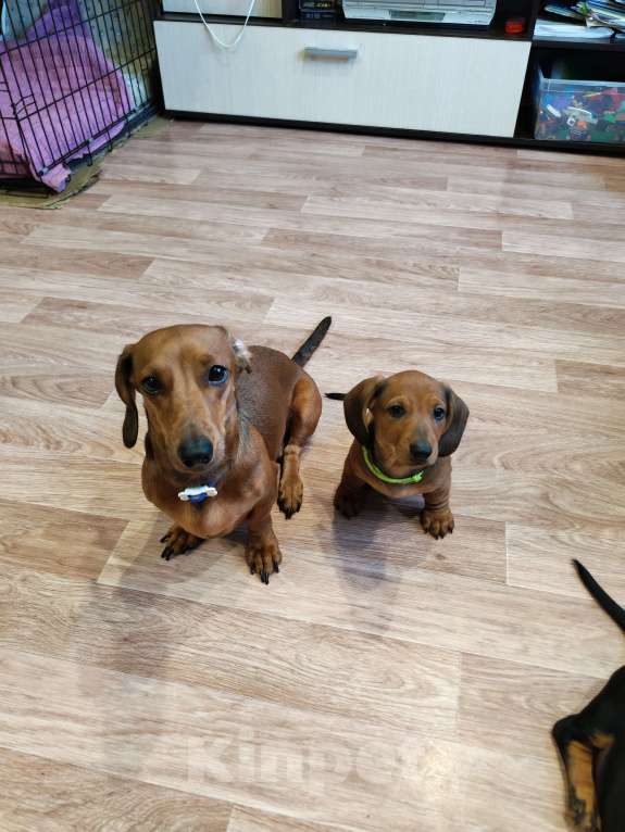 Собаки в других городах Самарской области: Щенок таксы Мальчик, 25 000 руб. - фото 4