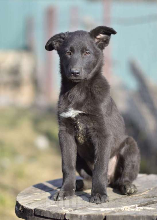 Собаки в Москве: Щенок бесплатно Агата. Москва и МО. Девочка, Бесплатно - фото 2