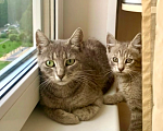 Кошки в Санкт-Петербурге: Кошка мама и её котёнок Девочка, Бесплатно - фото 1