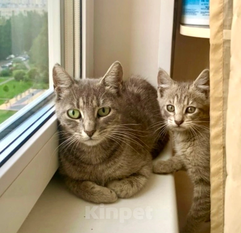 Кошки в Санкт-Петербурге: Кошка мама и её котёнок Девочка, Бесплатно - фото 1