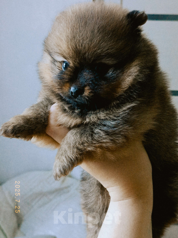 Собаки в Усолье-Сибирском: Немецкий шпиц Мальчик, 15 000 руб. - фото 5