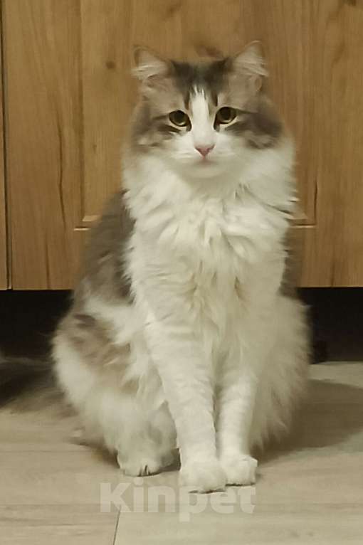 Кошки в Челябинске: Оззи ищет новый дом Мальчик, Бесплатно - фото 1