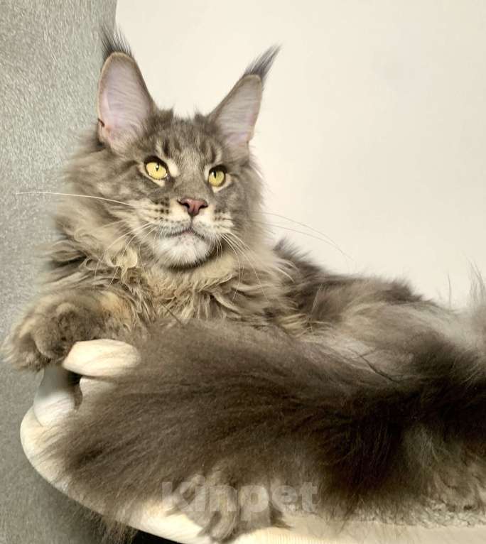 Кошки в Краснодаре: Котенок породы Мейн-кун Мальчик, 35 000 руб. - фото 6