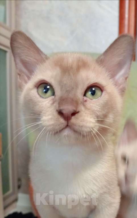 Кошки в Москве: Котик шоколад Мальчик, 45 000 руб. - фото 1