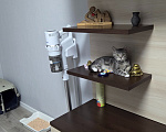 Кошки в Москве: пристрою котёнка Девочка, Бесплатно - фото 1