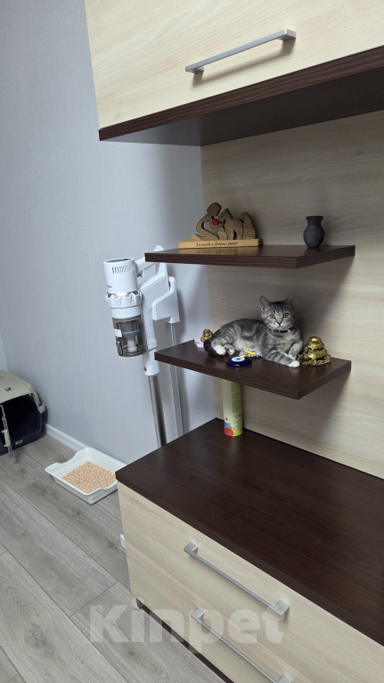 Кошки в Москве: пристрою котёнка Девочка, Бесплатно - фото 1