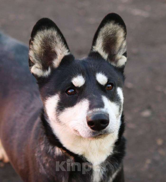 Собаки в Москве: Метис корги и просто потрясающий парень Мальчик, Бесплатно - фото 4