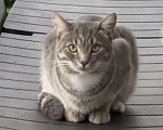 Кошки в Истре: ПРОПАЛ КОТ Мальчик, 5 000 руб. - фото 1