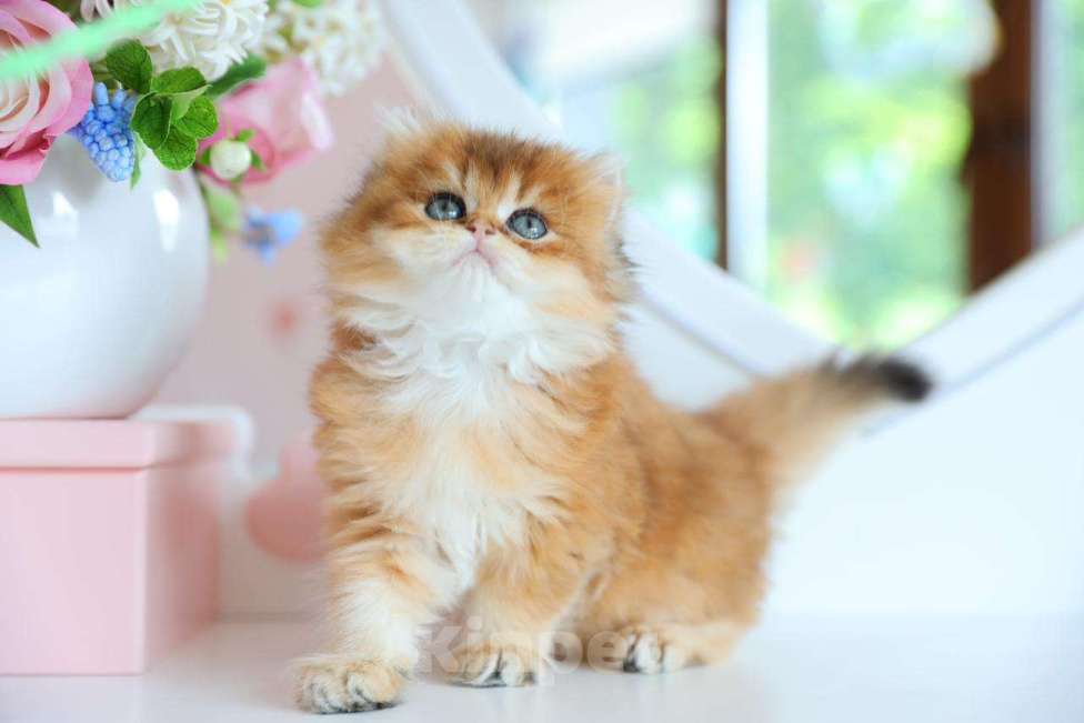 Кошки в Новосибирске: Paprika ny11 Девочка, 100 000 руб. - фото 3