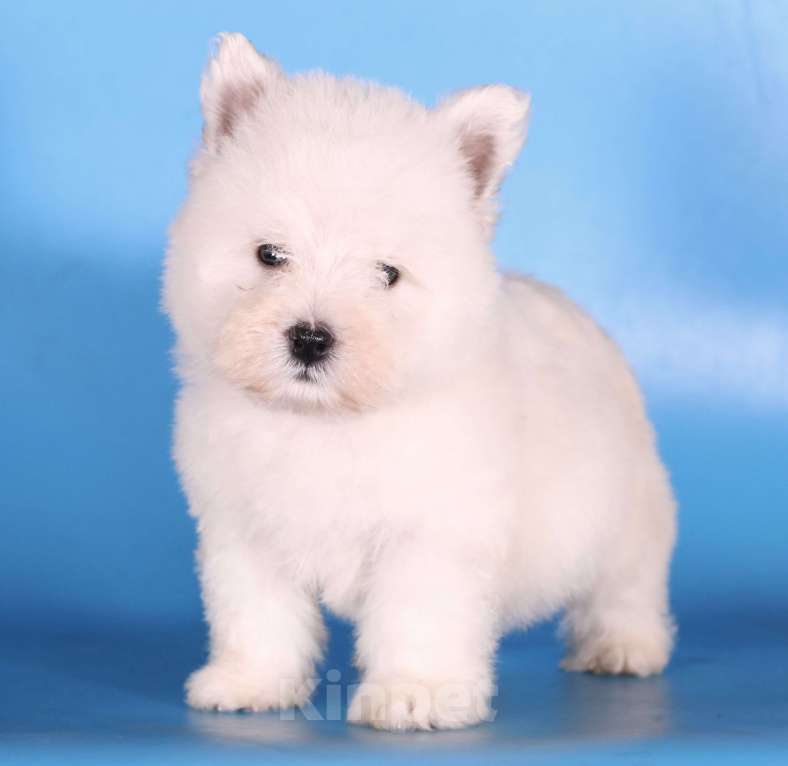 Собаки в Москве: вест хайленд вайт терьер щенок девочка  Девочка, 100 000 руб. - фото 4