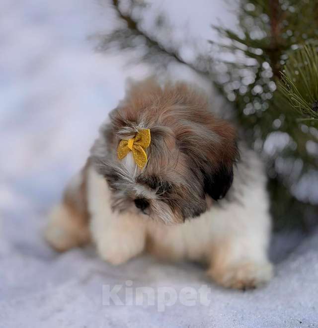 Собаки в Санкт-Петербурге: Ши-тцу мини Девочка, 45 000 руб. - фото 5