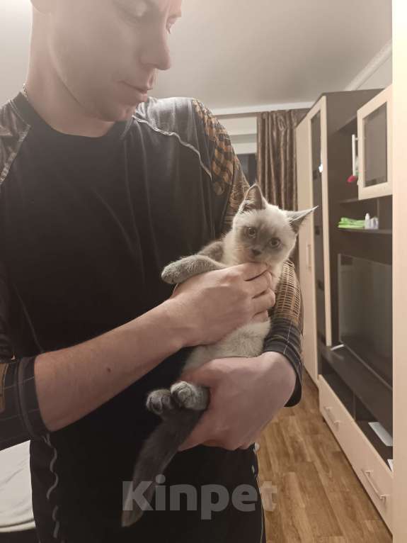 Кошки в Ишимбае: Котенок в добрые руки  Девочка, Бесплатно - фото 1