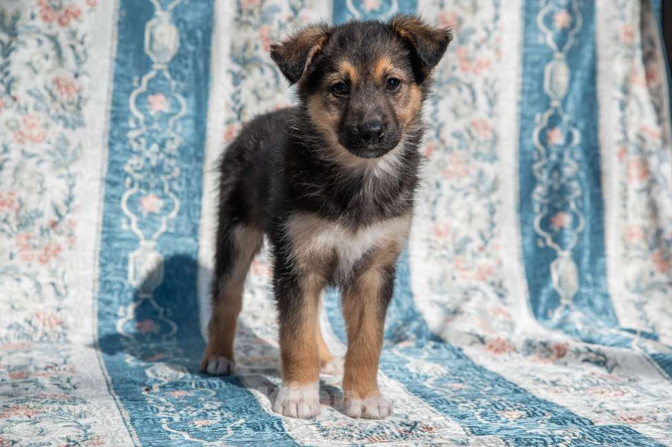 Собаки в Москве: Щенок 2х месяцев Бим в добрые руки Мальчик, Бесплатно - фото 2