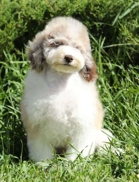 Собаки в Воронеже: Пудель редкого окраса Мальчик, Бесплатно - фото 5