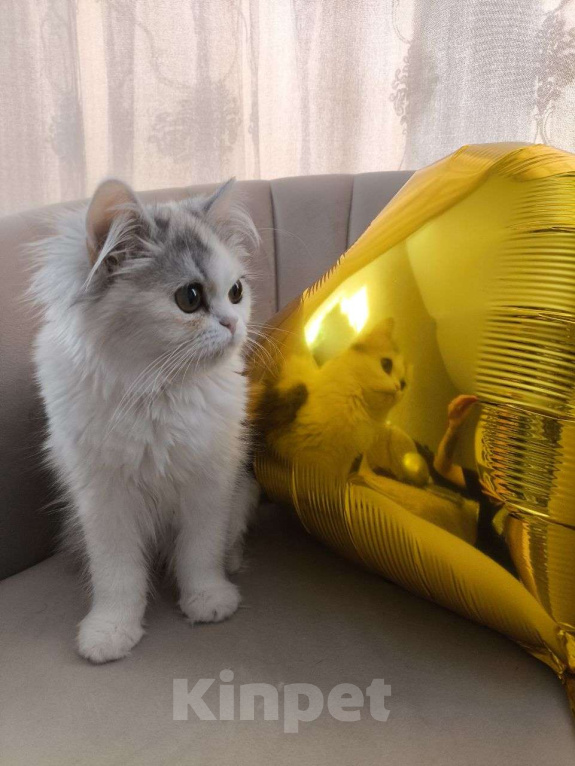 Кошки в Новосибирске: Пушистое чудо  Девочка, 30 000 руб. - фото 1