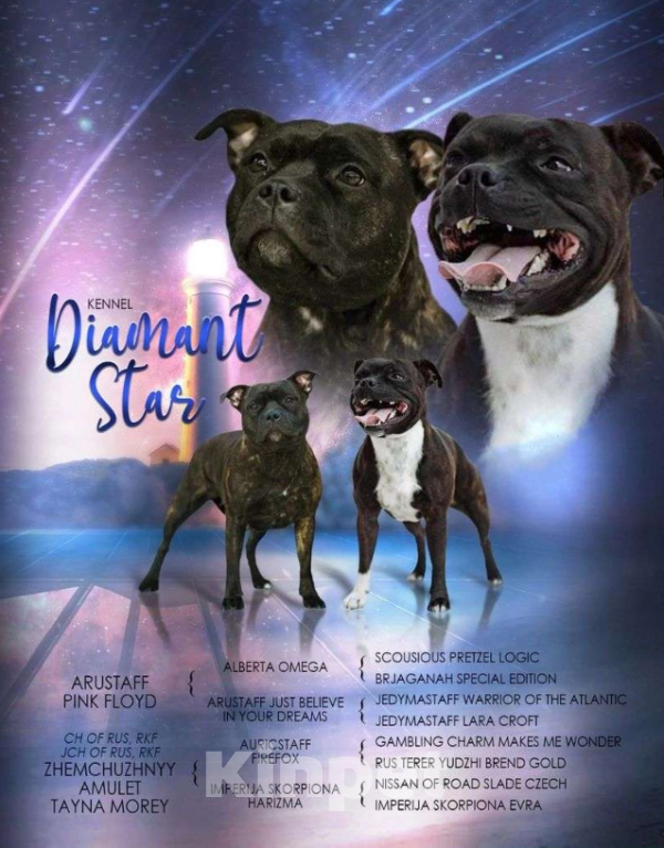 Собаки в Новосибирске: Великолепная девочка стаффбуля Девочка, Бесплатно - фото 2