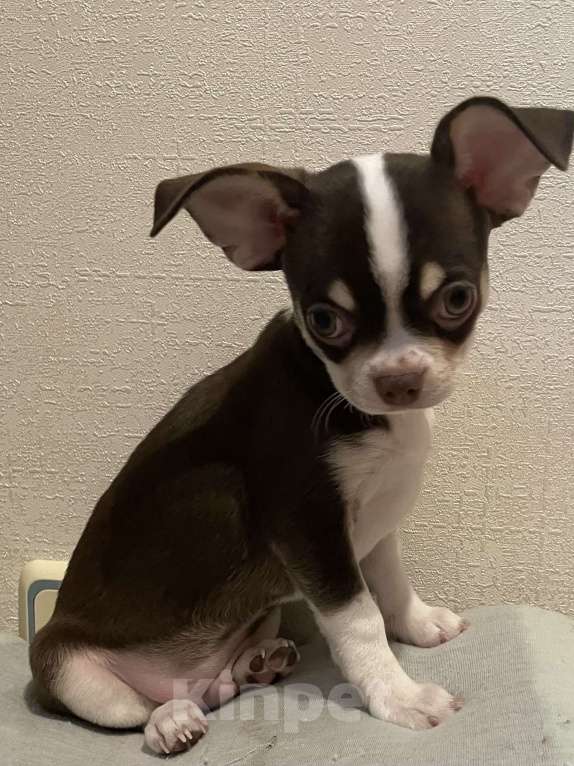 Собаки в Москве: Чихуахуа  Мальчик, 40 000 руб. - фото 1