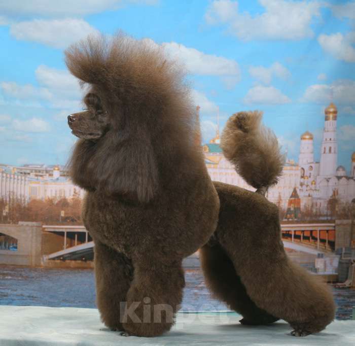 Собаки в Долгопрудном: Щенок пудель той коричневый мальчик Янг Фешен Мальчик, 50 000 руб. - фото 5