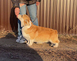 Собаки в Иркутске: Кобель вельш корги пемброк Мальчик, 40 000 руб. - фото 2