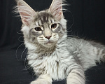 Кошки в Анапе: Котик Мейн-кун Мальчик, 25 000 руб. - фото 1