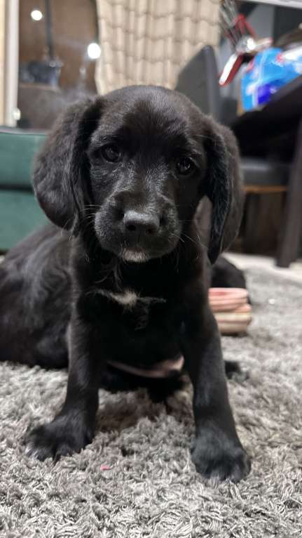 Собаки в Краснодаре: Американский Кокер помесь с дворнягой Мальчик, 100 руб. - фото 6