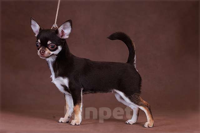 Собаки в Люберцах: Чихуахуа шоколадно-подпалая Девочка, 65 000 руб. - фото 3