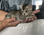 Кошки в Геленджике: Котёнок Чаузи Девочка, 30 000 руб. - фото 1