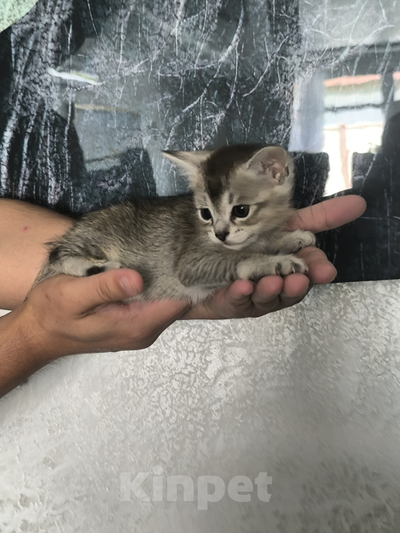 Кошки в Геленджике: Котёнок Чаузи Девочка, 30 000 руб. - фото 1