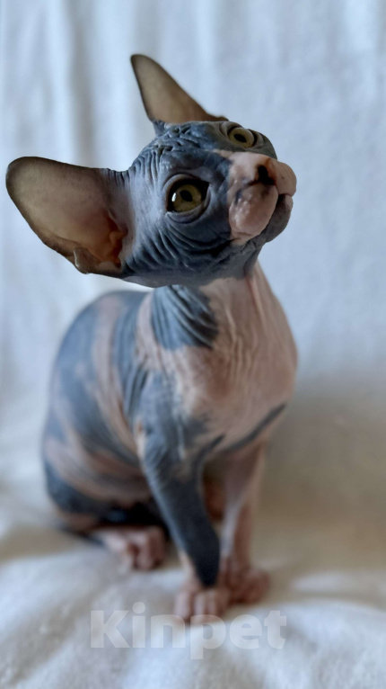 Кошки в Москве: Девочка канадского сфинкса  Девочка, 45 000 руб. - фото 7