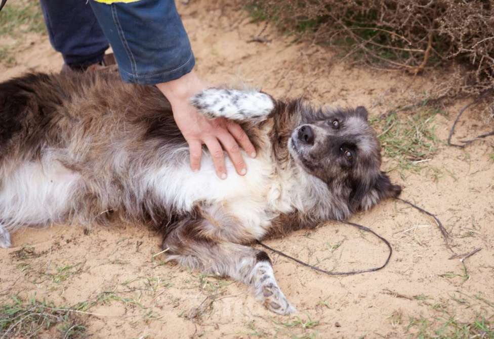 Собаки в Москве: Метис бордер-колли. Агата, 5 лет Девочка, Бесплатно - фото 6