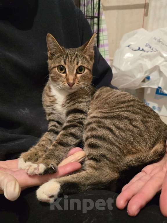 Кошки в Москве: Кнопочка ищет дом! Девочка, Бесплатно - фото 4