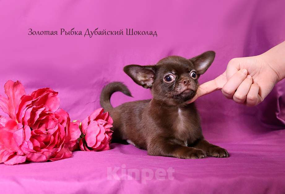 Собаки в Москве: Мальчик чихуахуа шоколадный Мальчик, 40 руб. - фото 2