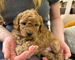 Собаки в Санкт-Петербурге: Щенки малого пуделя Разнополые, 50 000 руб. - фото 4
