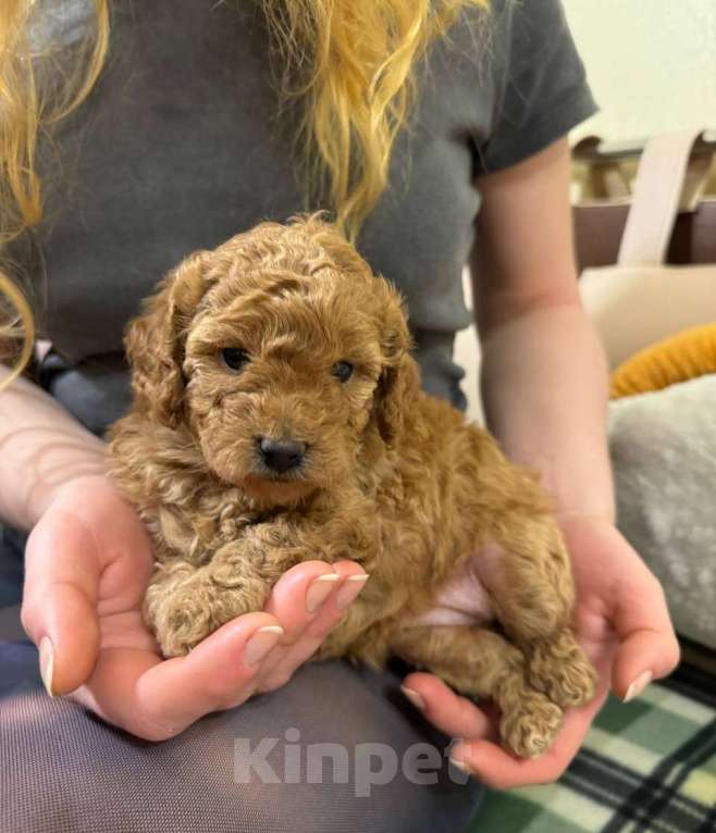 Собаки в Санкт-Петербурге: Щенки малого пуделя Разнополые, 50 000 руб. - фото 4