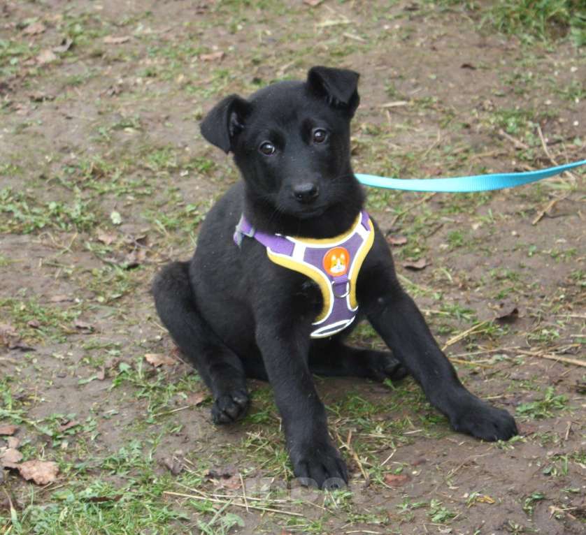 Собаки в Москве: Нежная малышка Пума ищет свою любящую семью! Девочка, Бесплатно - фото 5