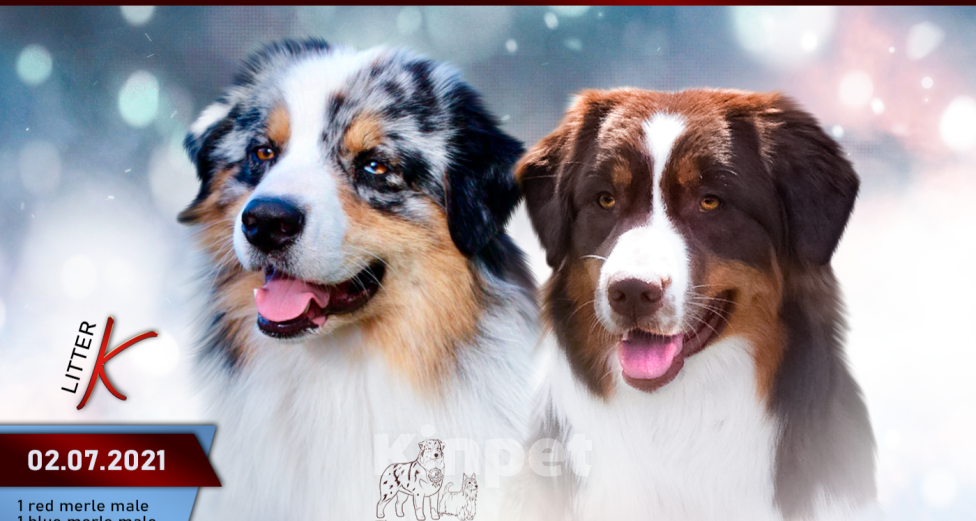 Собаки в Москве: Щенки Австралийской овчарки Мальчик, 55 000 руб. - фото 3