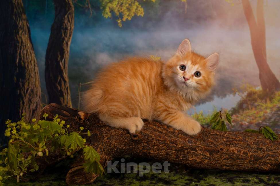 Кошки в Санкт-Петербурге: Котенок курильского бобтейла  Мальчик, 30 000 руб. - фото 2