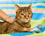 Кошки в Москве: Симпатичная полосатая кошка Шоколадка в дар  Девочка, Бесплатно - фото 1